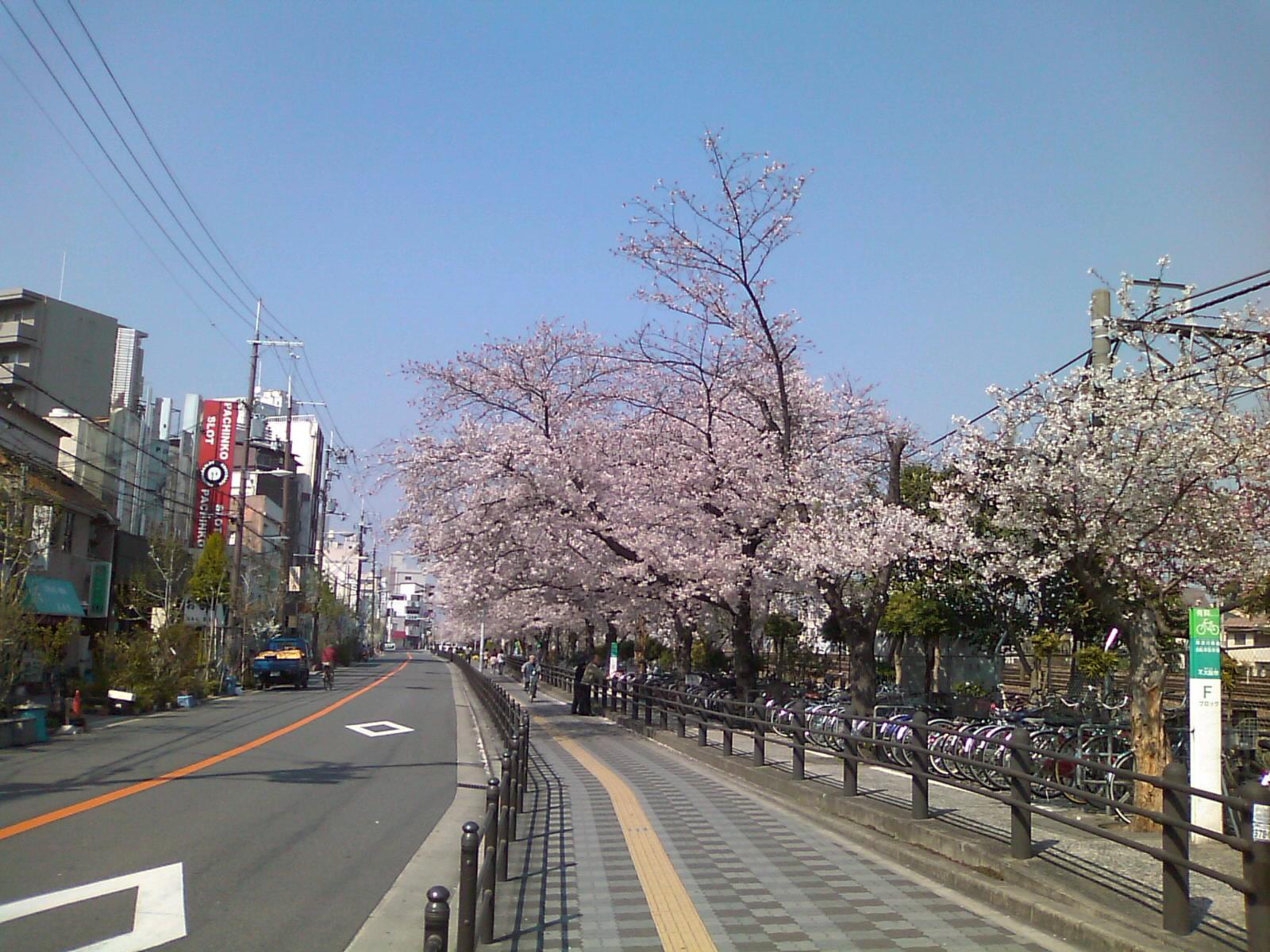 近くにこんなに素敵な桜並木があるのだ。.jpg