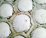P1000063.JPG