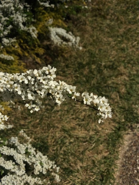 970A4F20-F4F5-484D-A0A8-F01CC432A955.jpeg