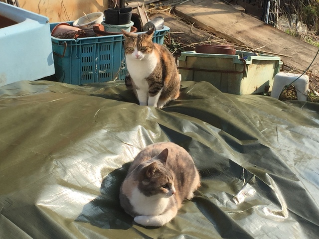 写真 2017-01-03 9 42 20.jpg